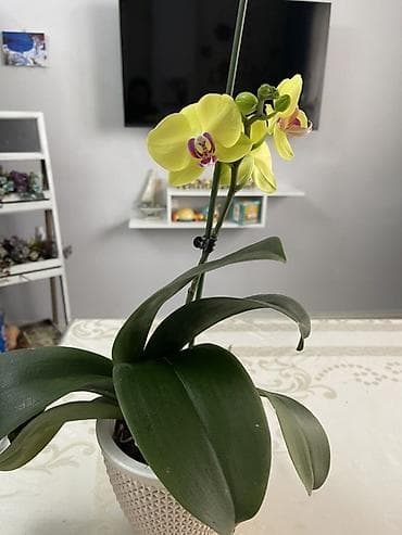 Орхидеи: Орхидея фаленопсис Голландия, адаптированная к домашнимм условиям - — 2