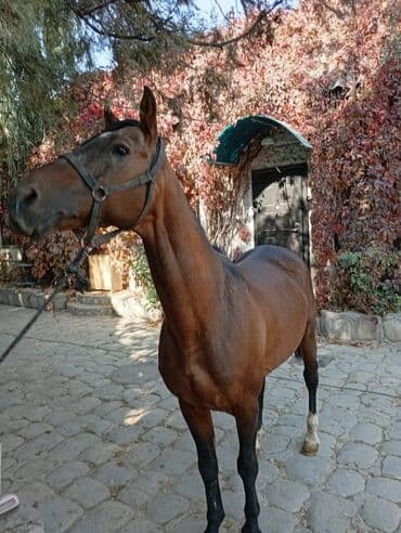 эр тоокум: Продаю | Конь (самец) | Конный спорт | Мерин — 4