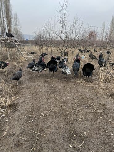 ат косилка: Продаю | Индюшка (самка), Индюк (самец) | Для разведения | Племенные — 1