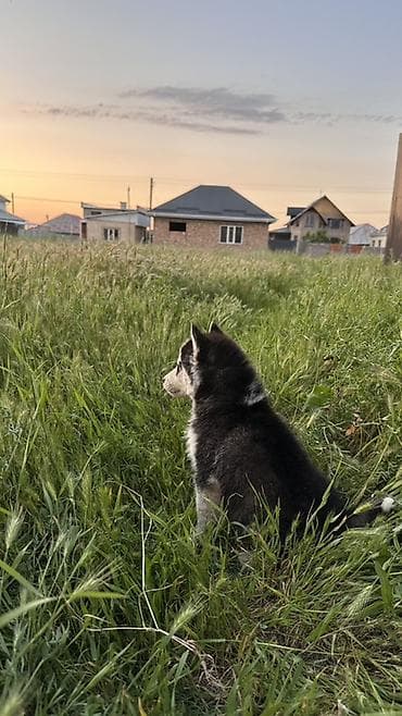 купить собаку такса: Хаски, 2 месяца, Самец, С прививкой — 3