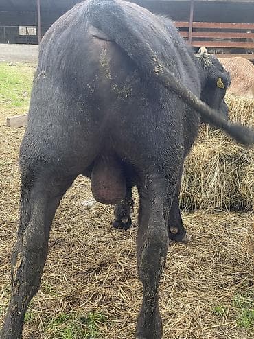 собака булдок: Продаю | Бык (самец), Музоо, торпок | Ангус | На откорм, Для разведения | Племенные — 3