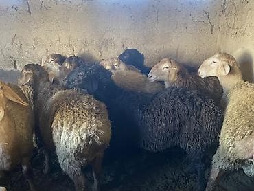 я ищу баран: Продаю | Баран (самец) | Гиссарская, Арашан | На забой, Для разведения | Осеменитель — 3