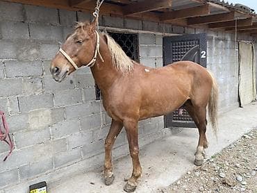 жылкы жаныбар: Сатам | Байтал | Жумушка — 1