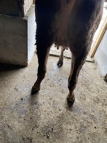 продаю шерсть: Продаю | Корова (самка) | Алатауская | Для молока | Привязанные — 2