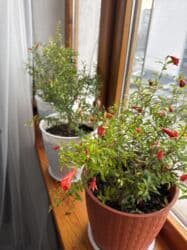 фитолампы для растений: Молодой саженец граната в горшке, готовый к пересадке или выращиванию — 7