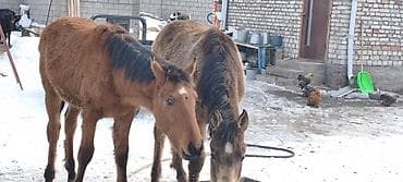 молоко воз: Продаю | Жеребенок | Рабочий — 6