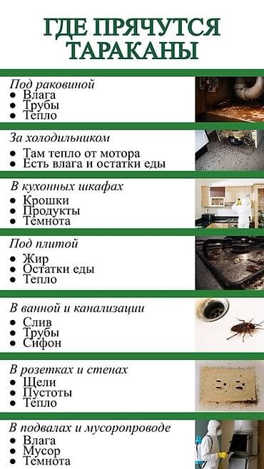 Клининговые услуги: Профессиональная дезинсекция от тараканов — DEZEXPERT Что предлагаем — 5