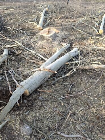 спил дерева: Профисанальная вырубка, обрезка деревьев — 5