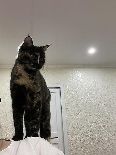 продажа собак бишкек: Домашние кошки — два очаровательных питомца - Кошка №1 — 2