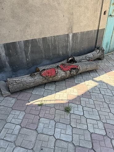 Лес кругляк: Ствол дерева (бревно) для распила/декора/топлива. Орех - Порода — 1