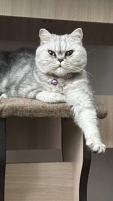 Башка жаныбарлар: Мышык бекер берилет: Британ кыска жүндүү, 2 жаш, Ургаачы, Бычылган, Лотокко барууга үйрөтүлгөн — 1