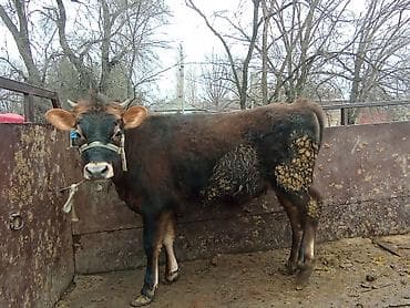 хмонг собака цена россия: Продаю | Корова (самка), Тёлка, Музоо, торпок | На забой, Для разведения, На откорм | После отела — 1