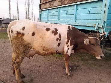 кролики бишкек: Продаю | Корова (самка) | Для молока | После отела — 5