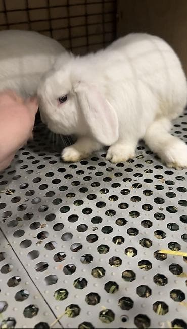 үй жаныбарлар: ‼️ТОЛЬКО ДЛЯ РАЗВЕДЕНИЯ‼️✌🏻Вислоухие кролики🐰🥰 Продаю самку и самца🥰 — 3