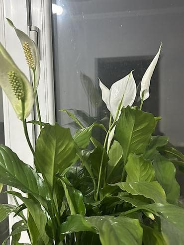 Спатифиллум (Spathiphyllum), комнатное растение с белыми покрывалами и