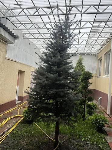 Ель голубая (Picea pungens), декоративное хвойное дерево для сада и
