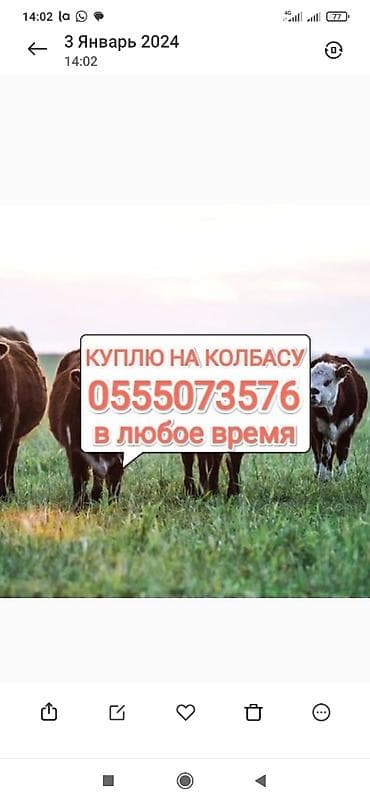 Куплю коров лошадей быков телок и вынужденный забой скота