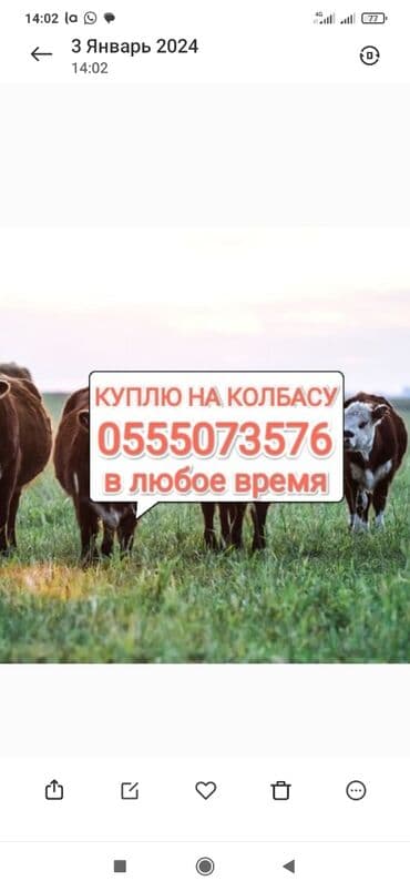 домашние птицы: Куплю | Лошади, кони, Коровы, быки, Другие с/х животные | Любое состояние, Забитый, Круглосуточно — 1