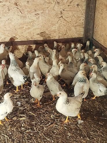 дакан цыпленок: Продаю | Цыплята | Для разведения — 2