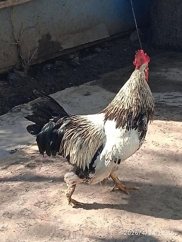 Продаю | Петух | Для разведения