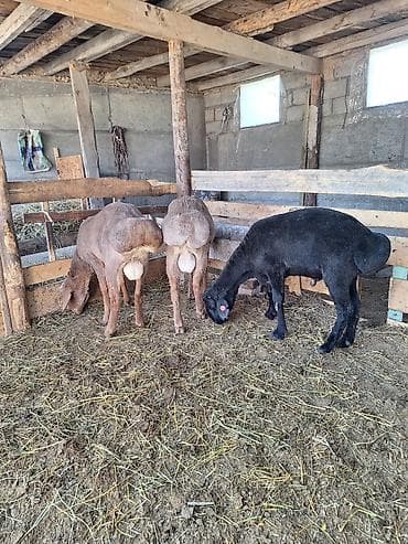 ящик аары: Сатам | Кочкор (эркек) | Көбөйтүү үчүн | Асыл тукумдуу — 3