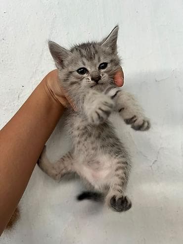 d cat: Кошка даром: Сиамская, Мальчик — 1