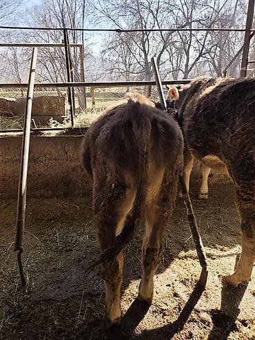 собака офчарка: Продаю | Бык (самец) | Швицкая | На откорм, На забой, Для разведения — 3