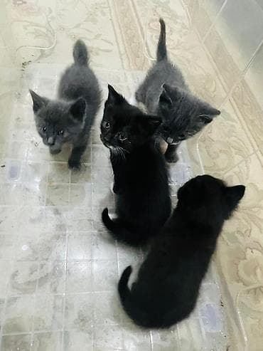 чёрные котята: Котята, помёт из 4 малышей: - Окрас: 2 чёрных, 2 серых (у одного — 4