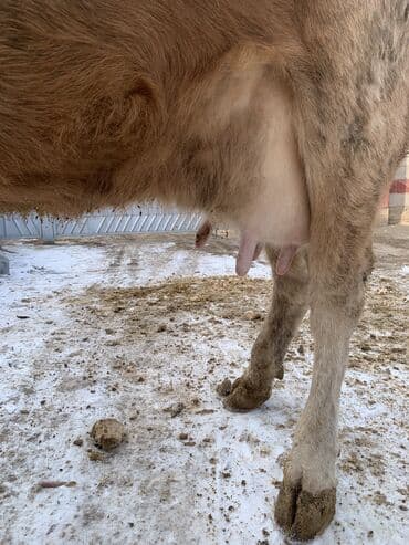 какие собаки продаются: Продаю | Корова (самка) | Алатауская, Симментальская | На откорм, Для разведения, Для молока | После отела — 3