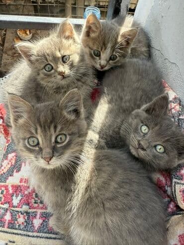 русская дымчатая кошка: Котята серо-дымчатых окрасов - На фото помёт из нескольких котят — 6