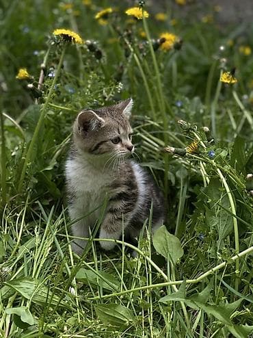 Үй жаныбарлары: Котята шотландской породы скоттиш фолд и скоттиш страйт Приучены к — 8