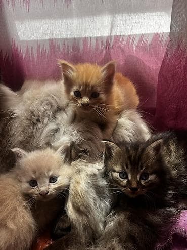 котята в канте: Пушистые котята от домашней кошки - Окрас: рыжий, кремовый и тигровый — 5