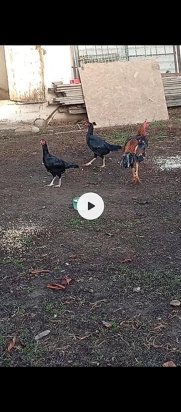 А/ч жаныбарлары үчүн тоюттар: Дакан короз сатылат Бир козу кор.Бир победасы бар таза корпусник — 5