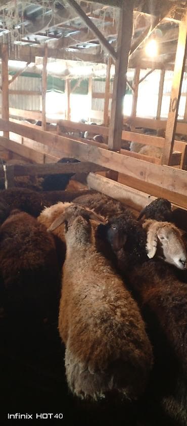 ургачы ит: Сатам | Кочкор (эркек) | Союуга — 2