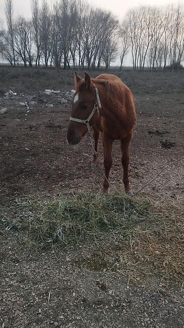 куплю лошади: Продаю | Жеребенок | Рабочий — 2