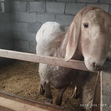 в связи с переездом отдам попугая жако в добрые руки: Продаю | Баран (самец) | Для разведения | Племенные — 3