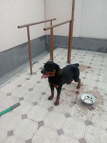 алабай щенок: Ротвейлер, кобель. Крупный, мускулистый, с правильными породными — 1