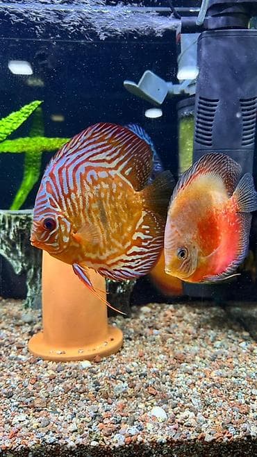 фильтр аквариум: Дискусы для аквариума (пара) - Породы: классические дискусы с — 1