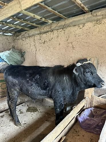 Продаю | Бык (самец) | На откорм | Племенные