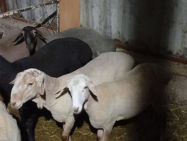 цыплята индюки: Продаю | Овца (самка) | Для разведения | Матка — 4