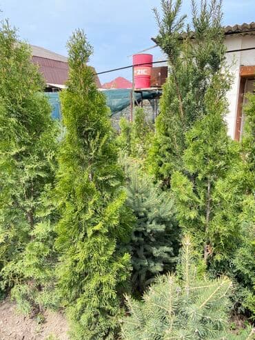 леса строительные купить: Продаются декоративные хвойные растения: ели, туи, сосны 🌿🌲 — 3