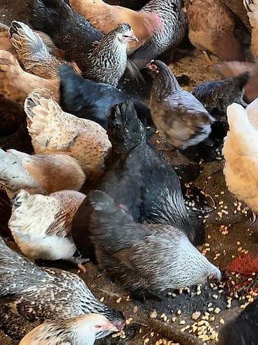 стебли кукурузы: Продаю | Куры, Петух | Домашняя, Кучинская | На забой, Для разведения, Несушки — 5