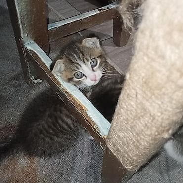 иттер ош: Продаю 2 котят. мама их скотишфолд вислоухая. папа красавчик беглец — 10