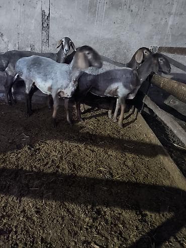 Сатам | Ургаачы кой (ургаачы) | Көбөйтүү үчүн | Токту — 6