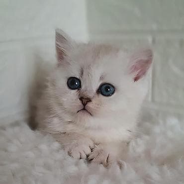 Вязка кошек: Скотиш Страйт (Шотландская прямоухая), 2 месяца, Девочка, Серебристая шиншилла, Приучена к лотку, Проглистована — 6