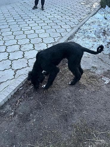 рабочий лайка: Тайган, 4 месяца, Самка, С прививкой — 9