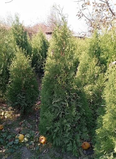 Сейфтер: Көчөттөр дарактардын: Туялар, Өзү алып кетүү, Акылуу жеткирүү — 1