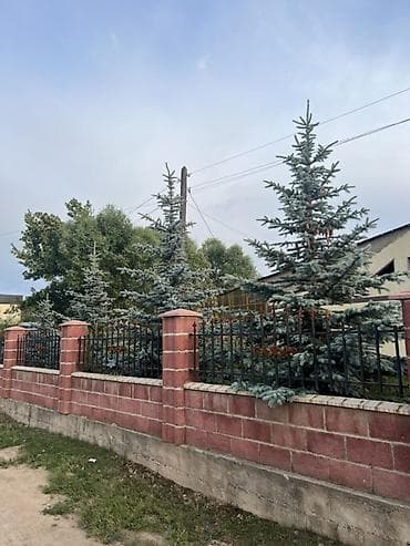 пальмы цена: Ель голубая (Picea pungens Glauca) — взрослые декоративные деревья для — 3