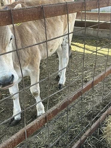 индийский бегунок купить: Продаю | Бык (самец) | На откорм — 2