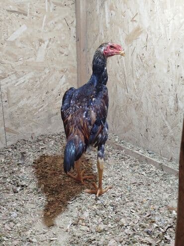 Птицы: Дакан жожо короздор сатылат активный алмашу жолдору бар адрес Бишкек — 6